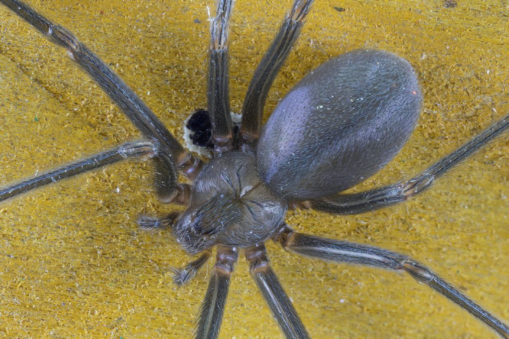 Sicariidae - Loxosceles rufescens